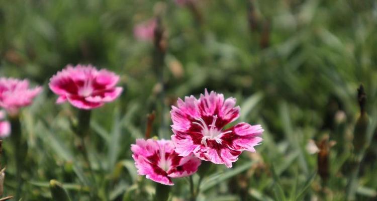 以海石竹的花语，传递真爱之情（情定红瓣间）