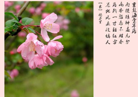 海棠花的爱情含义（探究海棠花在爱情中的象征意义）