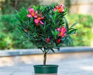 四季红山茶花的养殖方法与注意事项（打造美丽庭院的必备技巧）