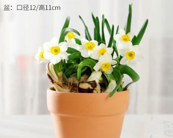 水培水仙花的养护（打造清新花园的关键）