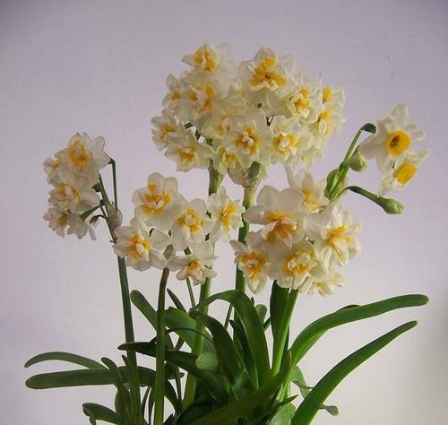 水仙花养殖全攻略（水仙花的种类）