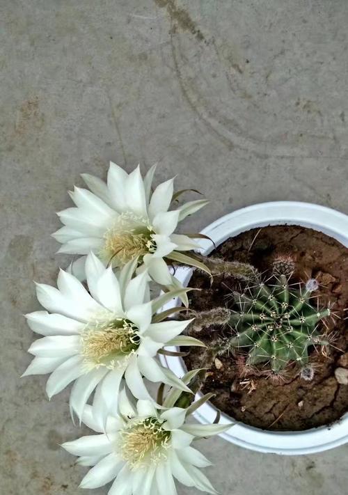 仙人球花开放时间及特点（探究仙人球开花时间）