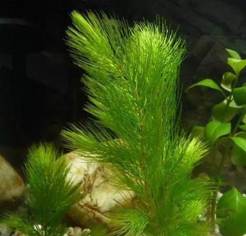 小竹节水草的种植与养护（水中小绿叶）