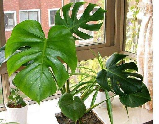 室内净化空气的植物大全（清新空气）