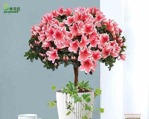 水培干杜鹃花养护指南（室内养殖）