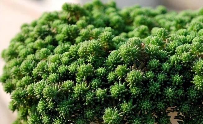 多肉植物（从了解到护理）