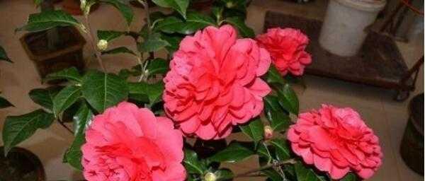 五色赤丹茶花的养殖方法和注意事项（打造美丽茶花园）
