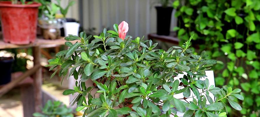 西洋杜鹃花的养护技巧（家庭养法让你轻松打造花园）
