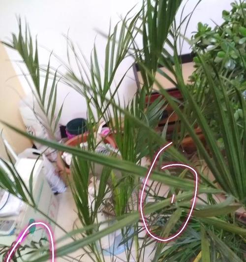 散尾葵水浇多了的处理方法（防止散尾葵“溺水”浇水技巧要掌握好）