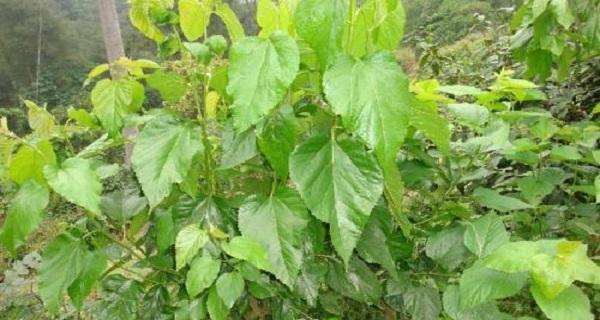桑树的生长环境和生长过程详解（探究桑树的适应性及栽培技巧）