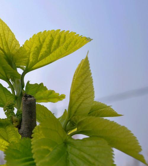 探究桑树花是否为完全花（桑树花的形态结构及花部器官发育情况）