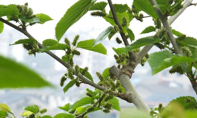 探秘桑树的开花之谜（颜色、样子与开花期）