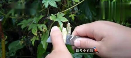 桑树嫁接的时间和方法（了解桑树嫁接技巧）