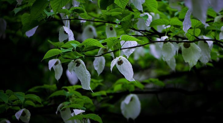 活化石植物（探索活化石植物的神秘世界）