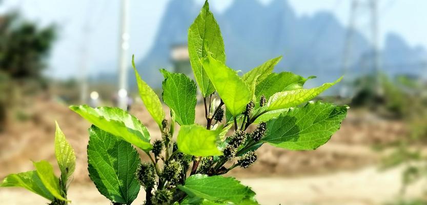 探究桑树发芽长叶的时间（桑树生长周期及影响因素）