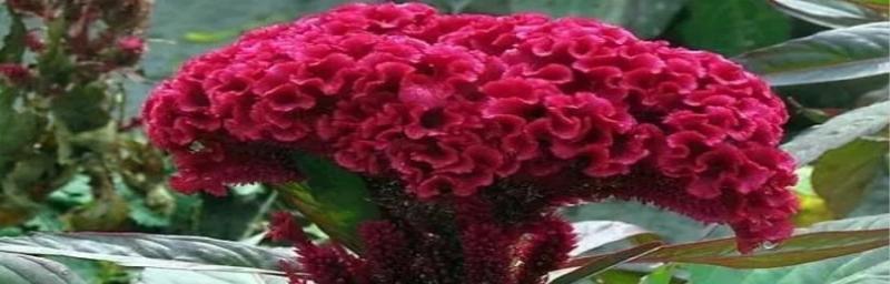 鸡冠花的花语（探寻鸡冠花的花语之美——生机勃勃）