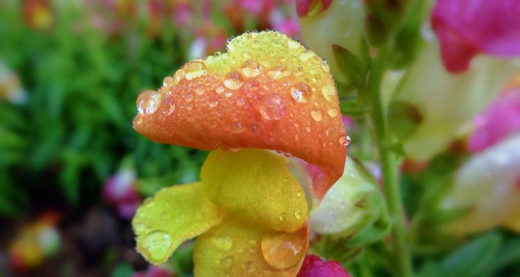 姬金鱼草的花语寓意（探寻姬金鱼草的含义和象征）