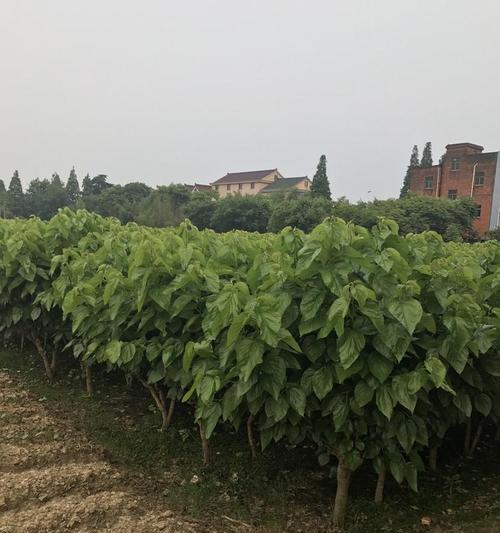 如何选址种植桑树？