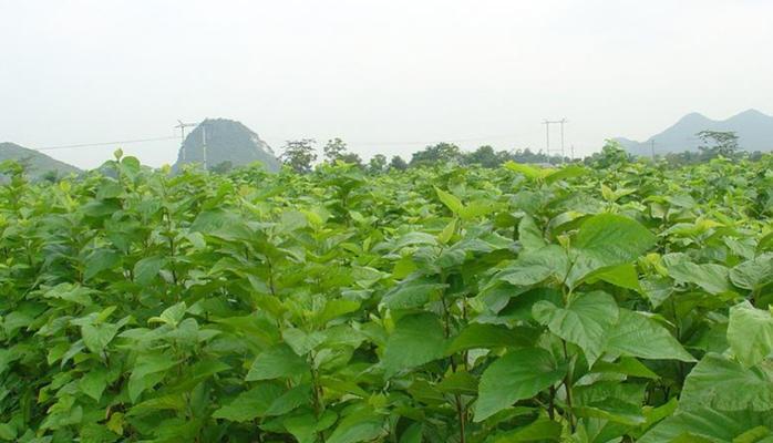 解密桑树生长速度（一年内高度惊人）
