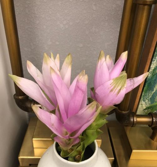 姜荷花的花语与传说（传承千年的芬芳与神奇）