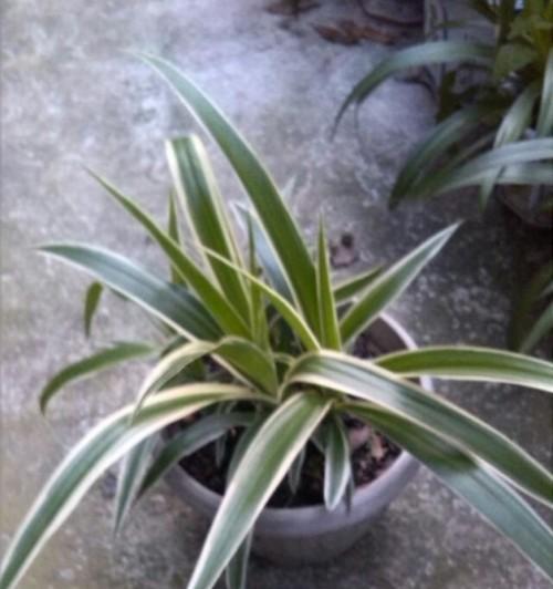 金边吊兰开花寓意浓情蜜意（一朵花的情感传递）