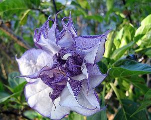 金色曼陀罗花的神秘传说与花语（揭开金色曼陀罗花的神秘面纱）
