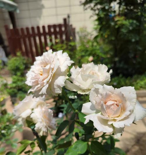 莎菲天使月季的优缺点（打造优美花园的不二选择）
