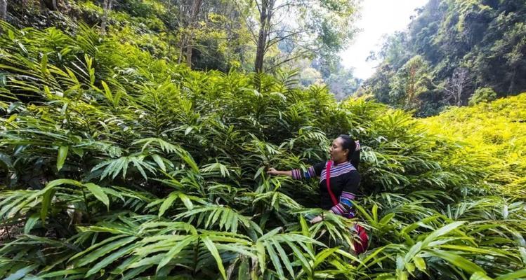 砂仁的种植与适应环境（适合在哪些地方种植）