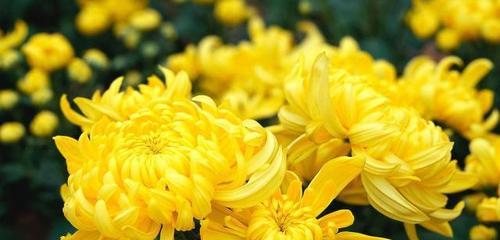 菊花的象征意义及文化价值（探究菊花在中华文化中的地位与意义）