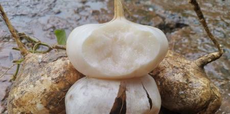 生吃还是熟吃？探究沙葛的最佳食用方法