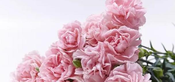 康乃馨的花语和寓意——爱与祝福的象征（康乃馨——一朵表达深情和祝福的花）