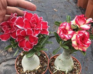 沙漠玫瑰的花期时间（了解沙漠玫瑰的开花周期及花期时间）