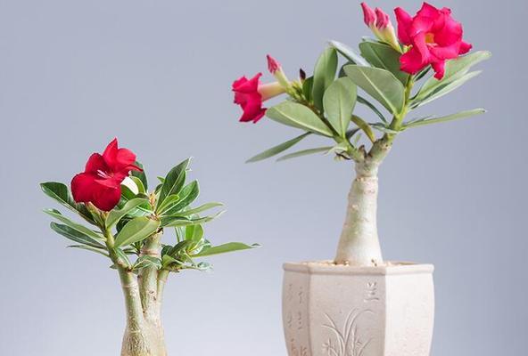 沙漠玫瑰开花时间（揭秘沙漠玫瑰的开花周期及花期）