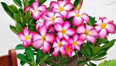 沙漠玫瑰花的养殖方法（从选址到施肥）