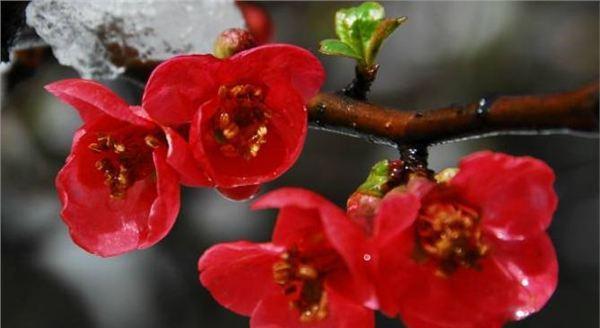 腊梅花语与象征（解读腊梅的花语）