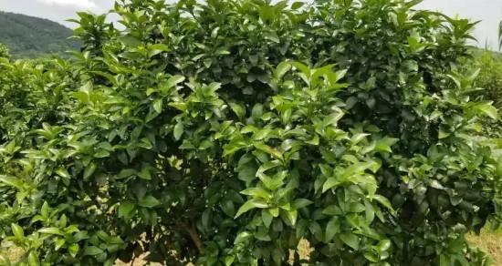 沙糖桔种植技术与管理（了解沙糖桔的特点与适宜环境）