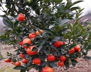 沙糖桔种植的季节和要点（种植沙糖桔前应该了解的事项）