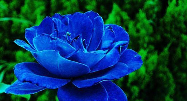 玫瑰花蓝色妖姬（浪漫之花在暗夜中绽放的奇迹）
