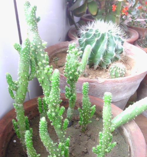 珊瑚棒如何培养开花（有效的珊瑚棒养护技巧与专业建议）