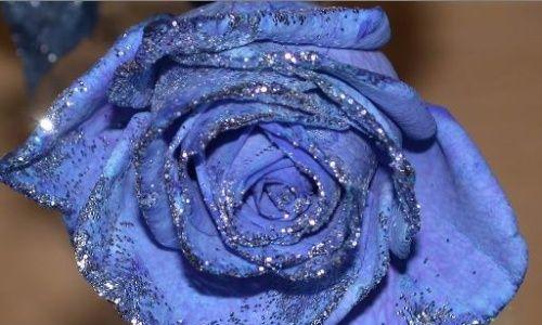 蓝色妖姬花语探秘（揭开蓝色妖姬花的神秘面纱）