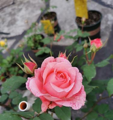 珊瑚果冻月季的优缺点（欣赏美丽花朵需注意的关键）