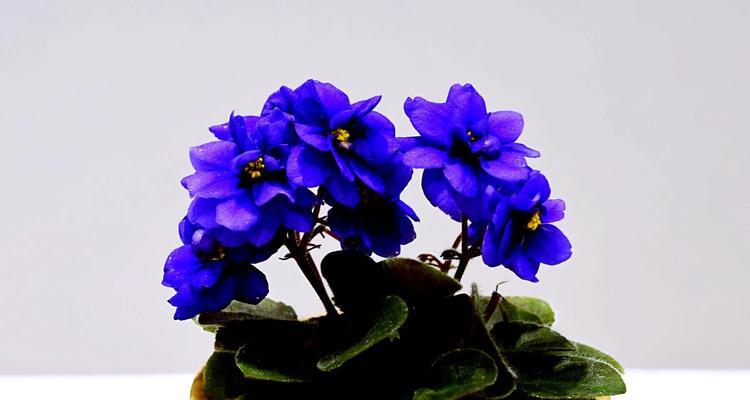 蓝色紫罗兰花语（探寻紫罗兰的花语与寓意）