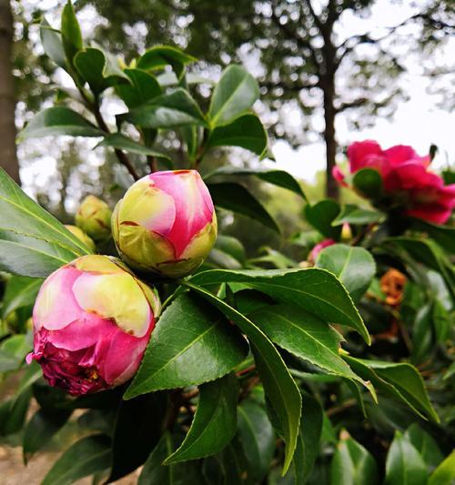 探秘山茶花的花形、颜色和生长环境（探秘山茶花的花形）