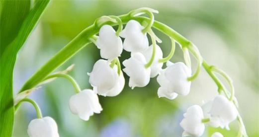 铃兰花语与寓意——花开盛放的心灵守望（铃兰花语的深意及其传达的情感和价值观）