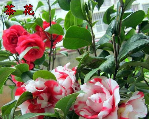 家门口的山茶花盛开（打造美丽庭院）