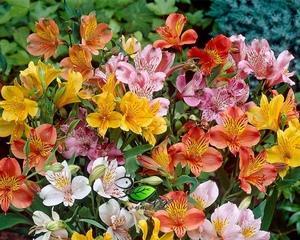 以六出花的花语（探寻以六出花的花语之美）