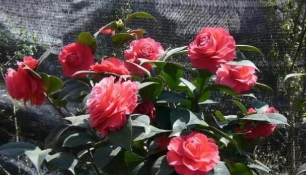 山茶花——中国国花的美丽传说（神秘的起源）