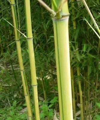 山东竹子种植潜力大（探究竹子在山东的种植情况及发展前景）