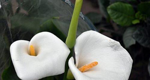 马蹄莲花（揭开马蹄莲花的神秘面纱）