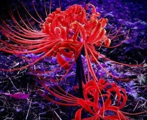 曼陀沙华花语的美妙意义（曼陀沙华的花语传递的是什么）